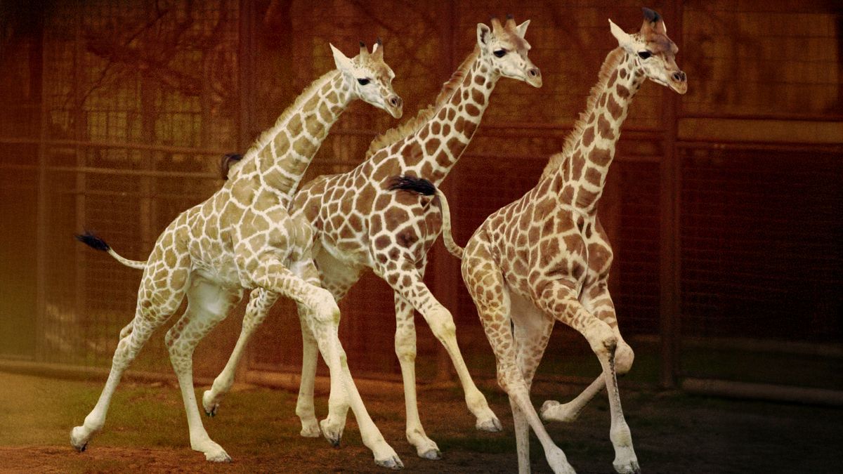 Bobek nebyl jediný. V pražské zoo padají po skandálu se šikanou další hlavy